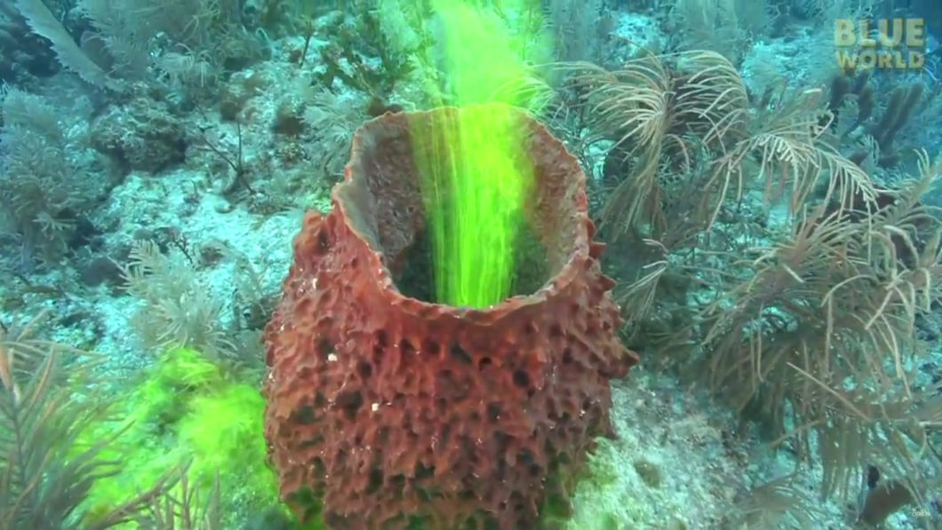 Eponge de mer et fluorescéine