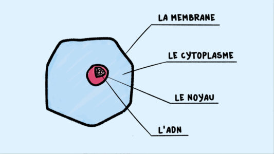 Schéma d'une cellule