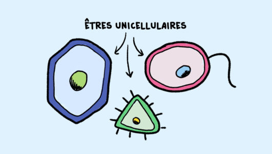 Êtres unicellulaires