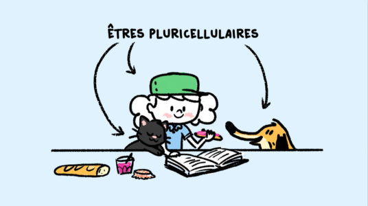 Êtres pluricellulaires