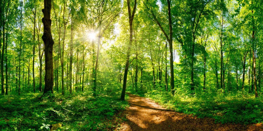 Forêt