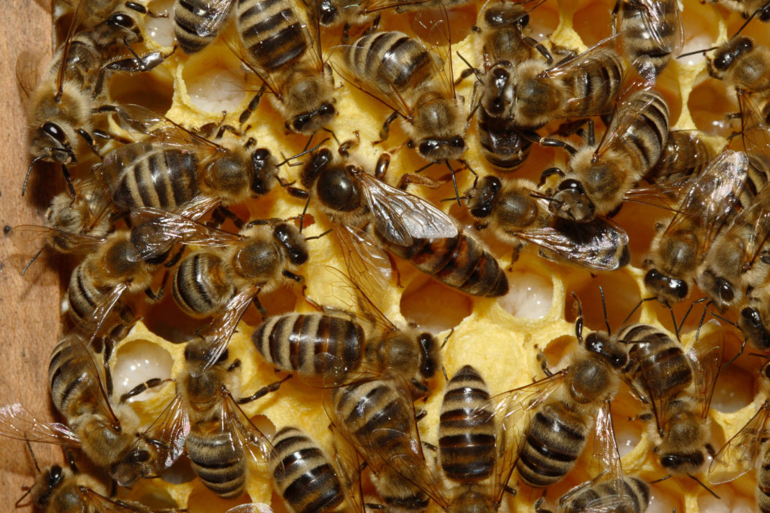 Comment les abeilles communiquentelles ? Curionautes des sciences