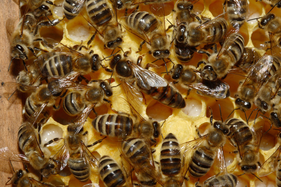 Bienenkoenigin_43a