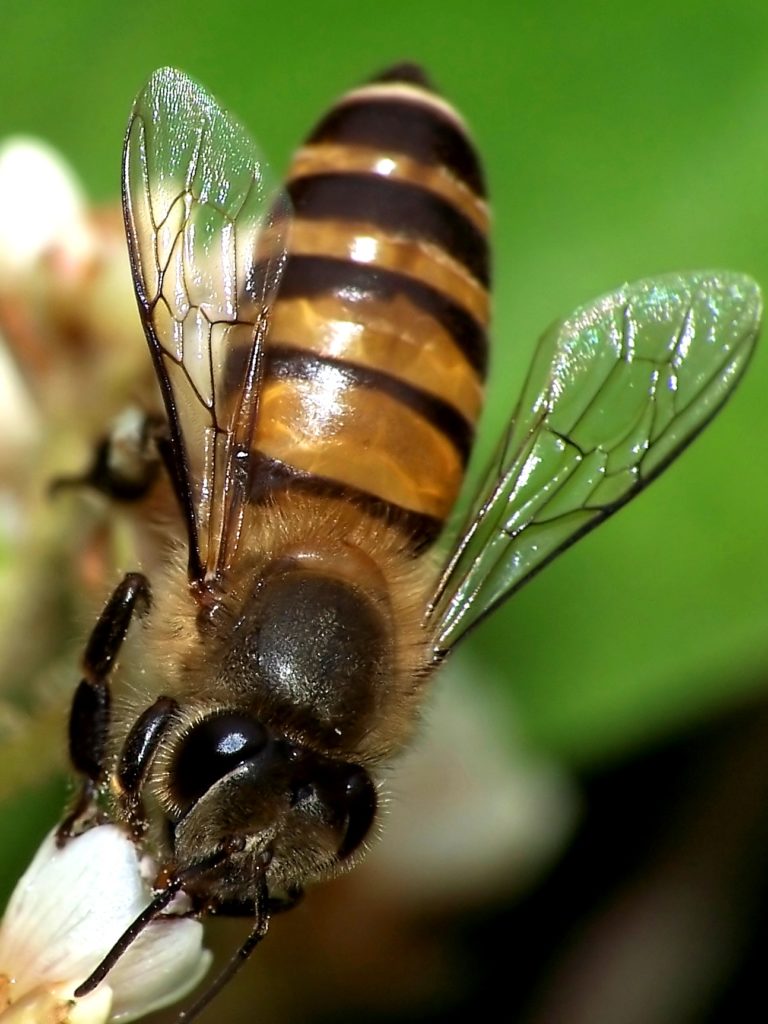 Comment les abeilles communiquentelles ? Curionautes des sciences