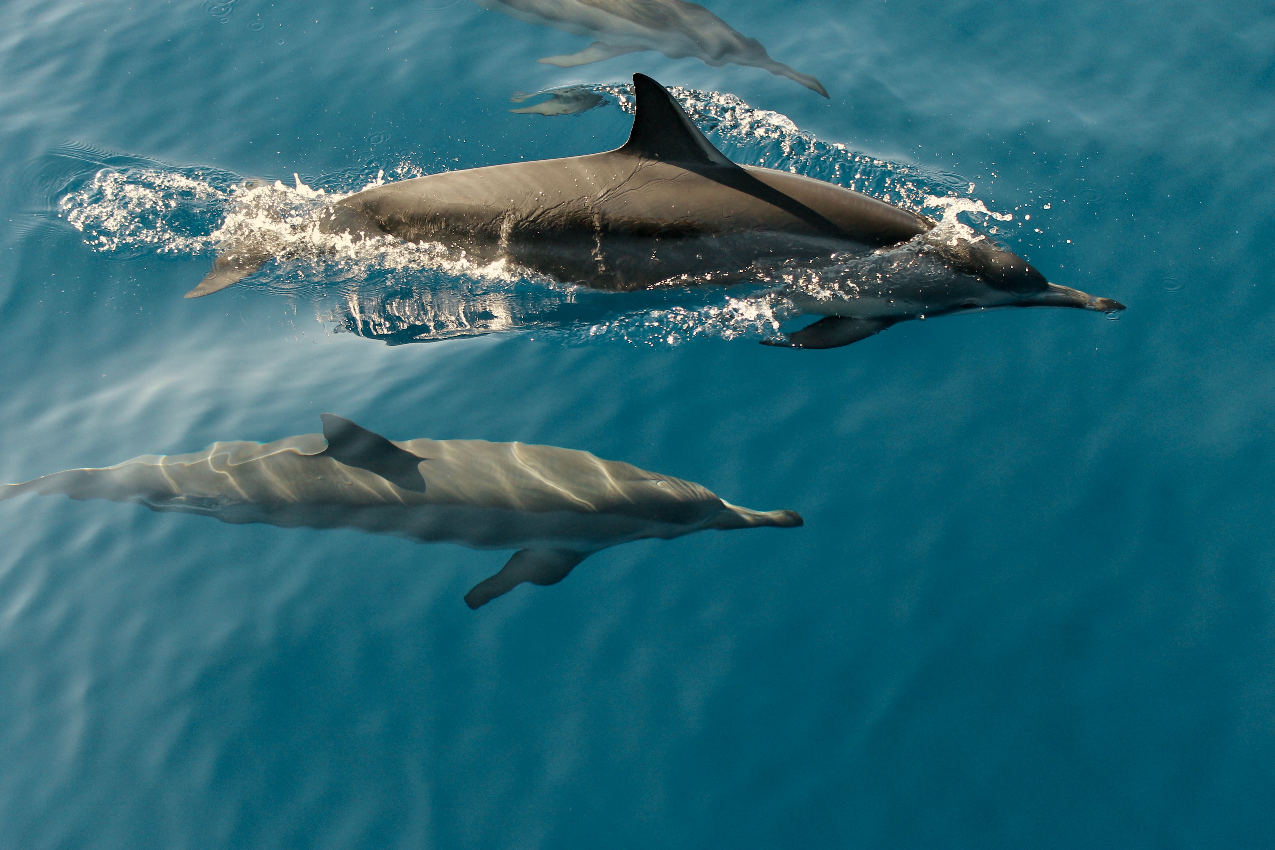 Les dauphins, aussi bavards que les humains ! Curionautes des sciences