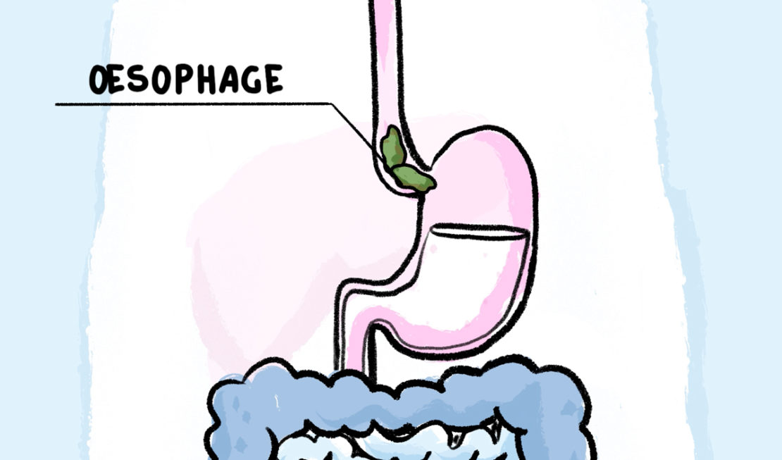 Les aliments mâchés descendent le long de l’œsophage.
Illustrations : Rémy Nardoux