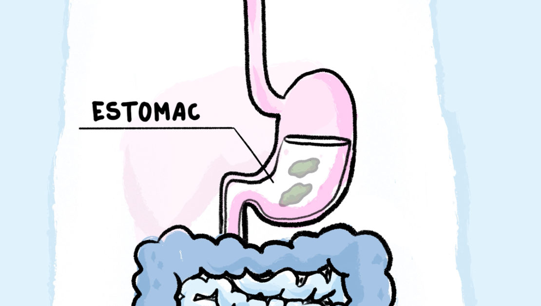 L'estomac malaxe la nourriture pendant des heures avec des sucs gastriques. 
Illustrations : Rémy Nardoux 