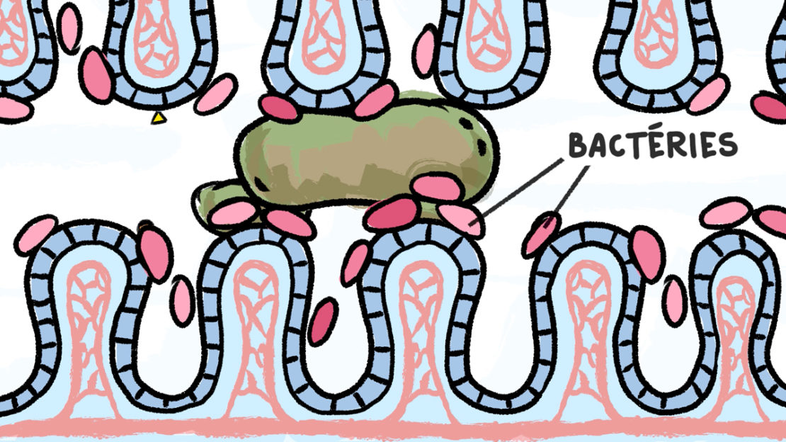 Les bactéries transforment les aliments en petits éléments que le corps peut absorber. 
Illustrations : Rémy Nardoux 