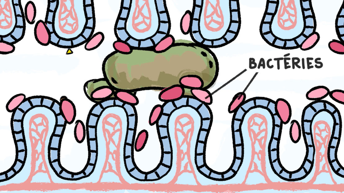Les bactéries transforment les aliments en petits éléments que le corps peut absorber.
Illustrations : Rémy Nardoux