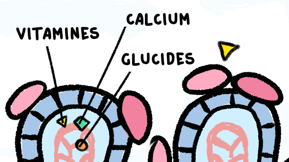 Les vitamines absorbées par le corps
Illustrations : Rémy Nardoux