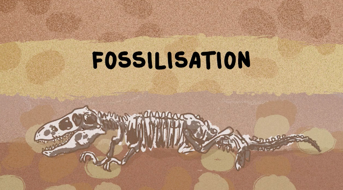 C'est quoi, un fossile ?
