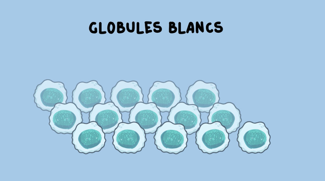 Schéma de globules blancs. 