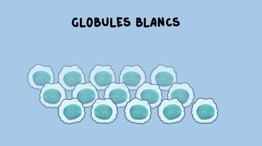 Schéma de globules blancs.