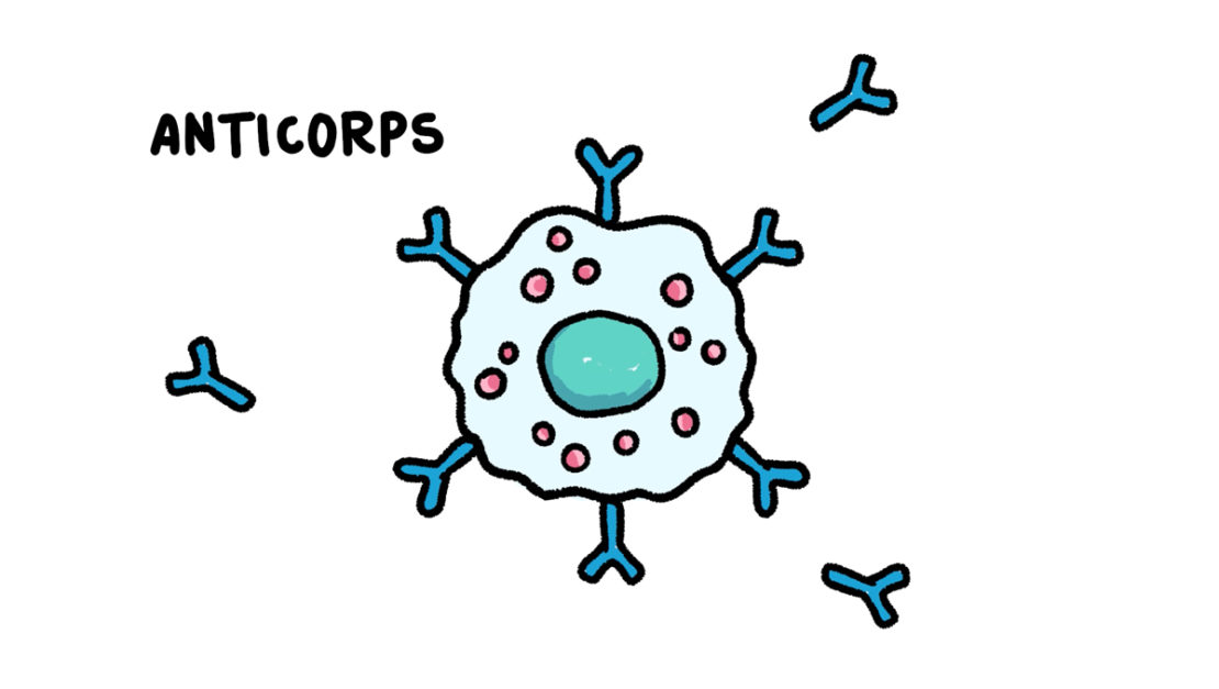 Schéma d'anticorps. 