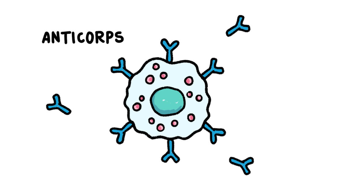 Schéma d'anticorps.