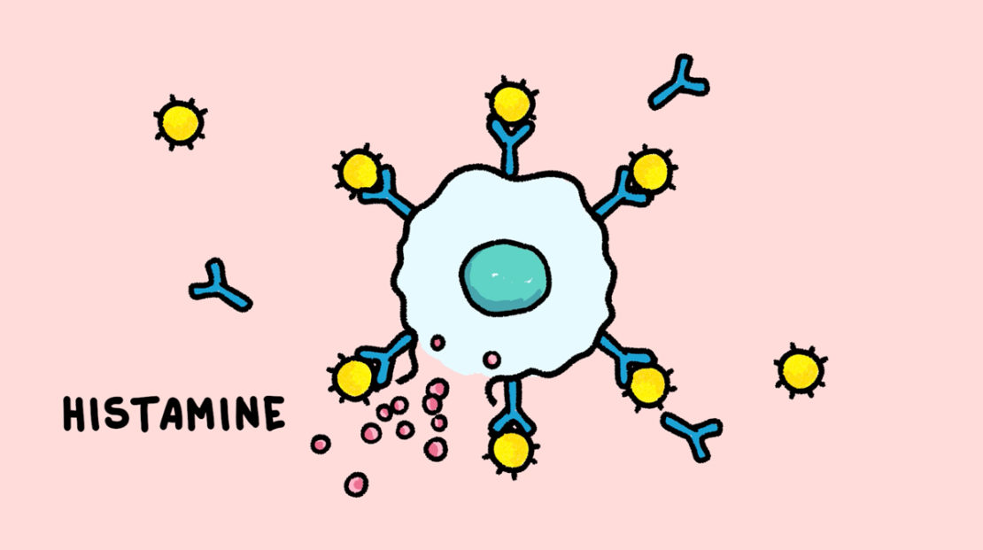 Schéma d'histamines.