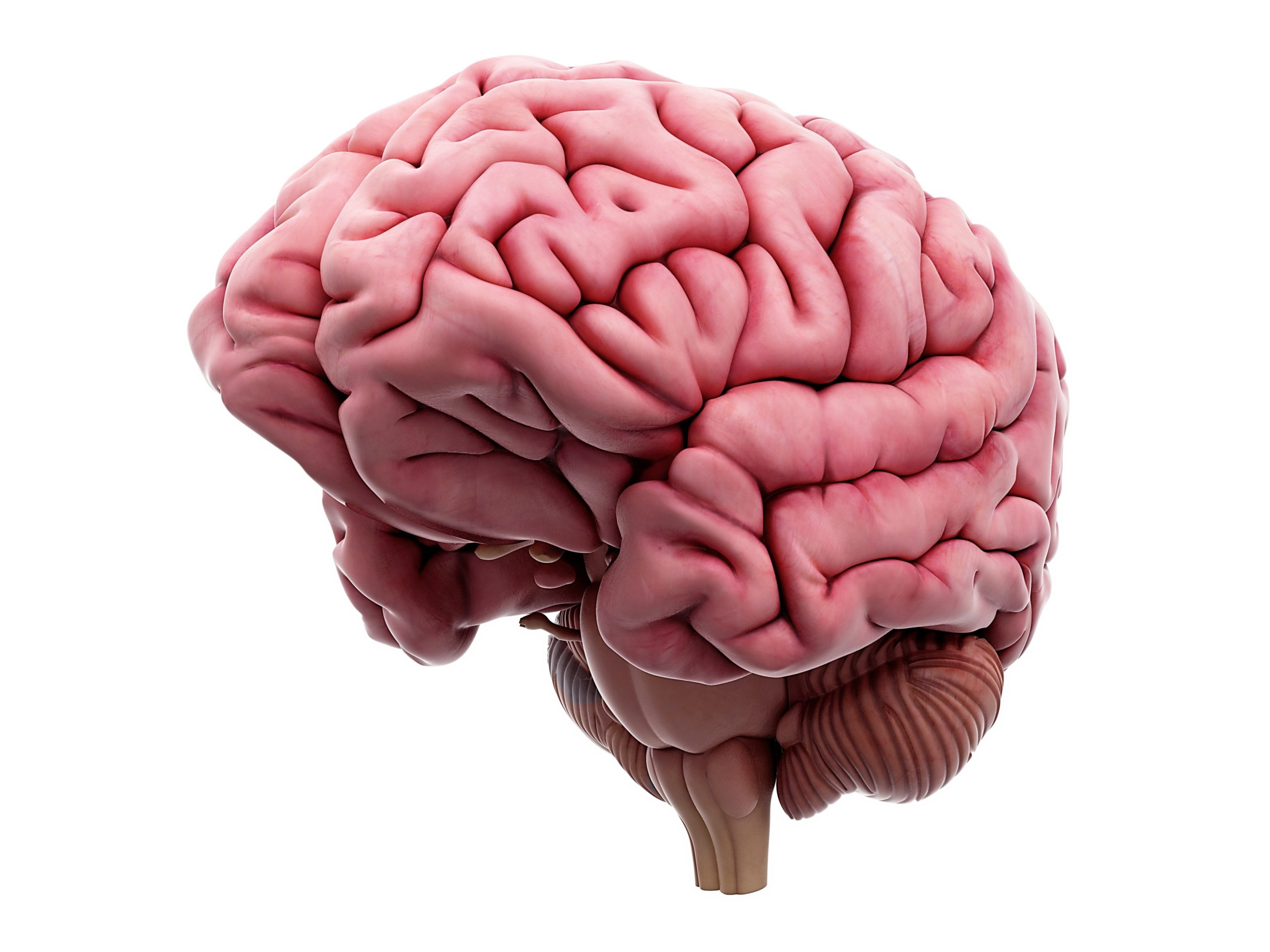 Le vrai/faux du cerveau ! - Curionautes des sciences