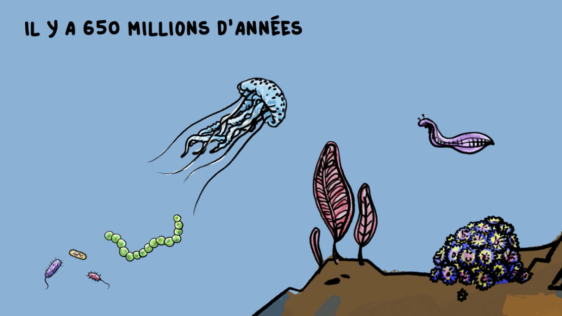 Comment les animaux sont apparus sur terre ?