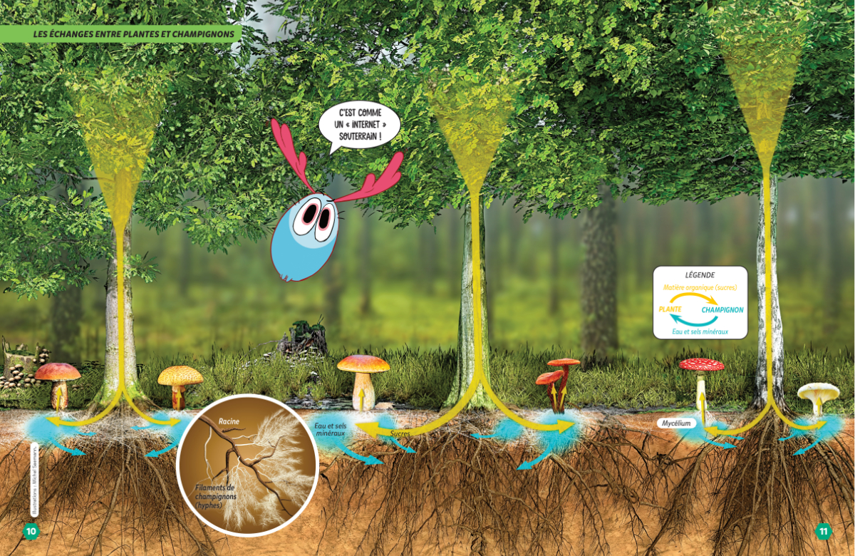 Association plantes champignons