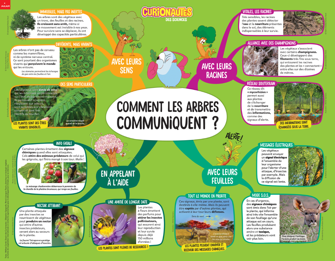 Poster_arbres