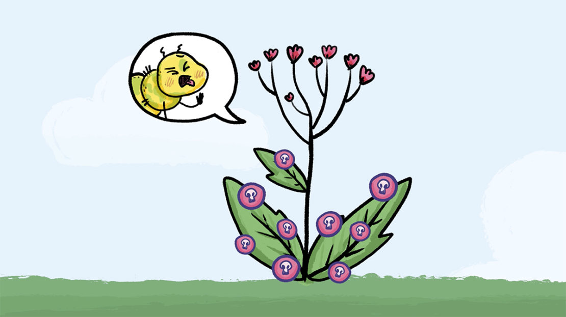 Est-ce que les plantes communiquent ?