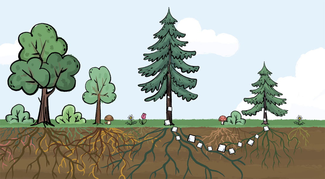 Est-ce que les plantes communiquent ?