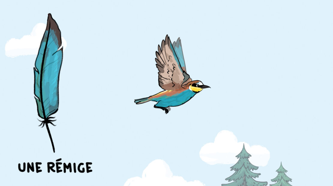 OISEAU