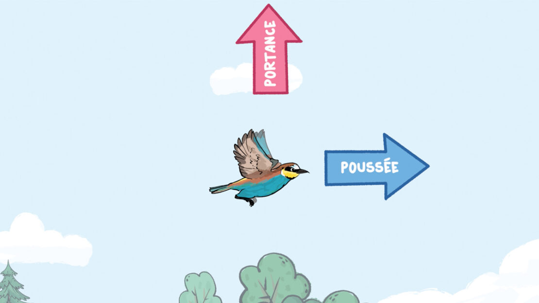 OISEAU