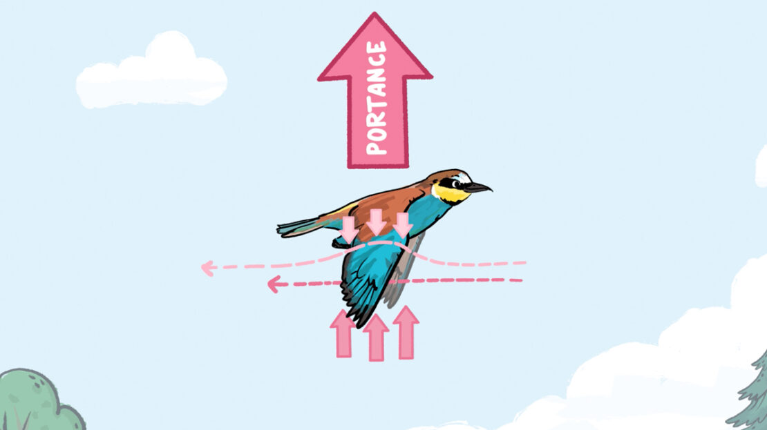 OISEAU