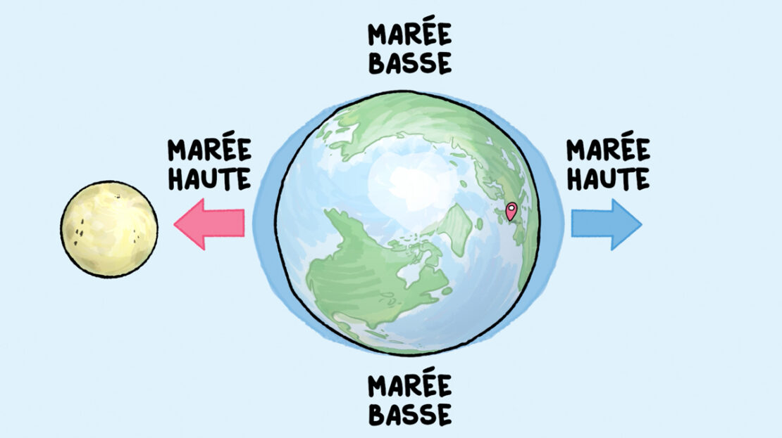 Marée haute ou marée basse : tu as sûrement déjà remarqué que l’océan monte et descend de plusieurs mètres. Avec Curio, Noura va t’expliquer les forces qui provoquent ce mouvement de va-et-vient de la mer.
