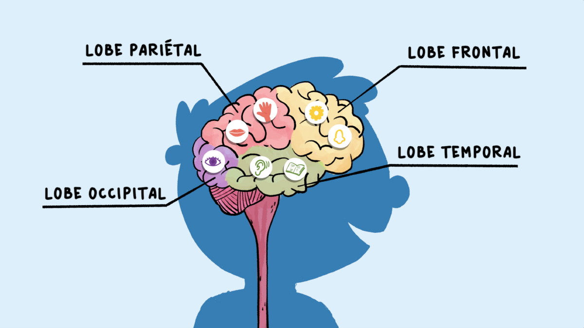Comment fonctionne le cerveau