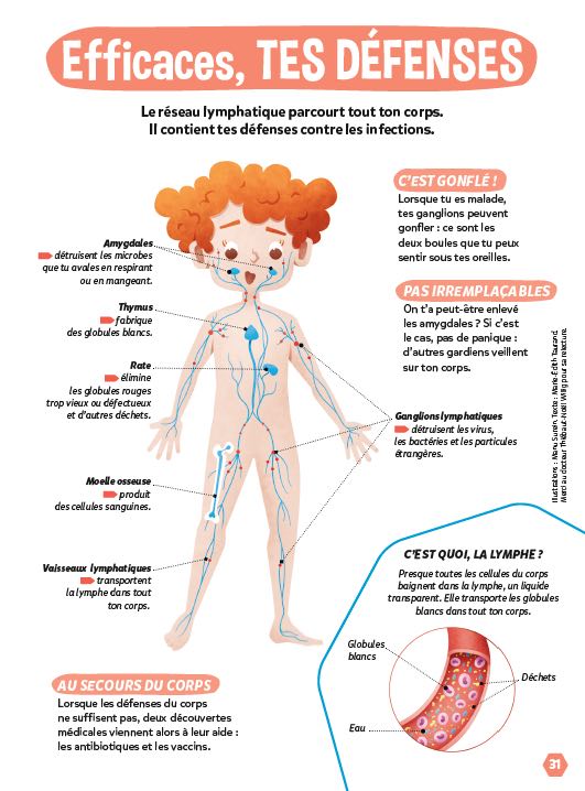 fonctionnement système immunitaire