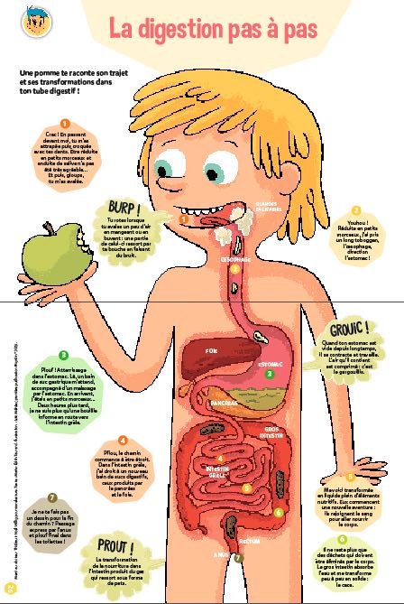 fonctionnement digestion