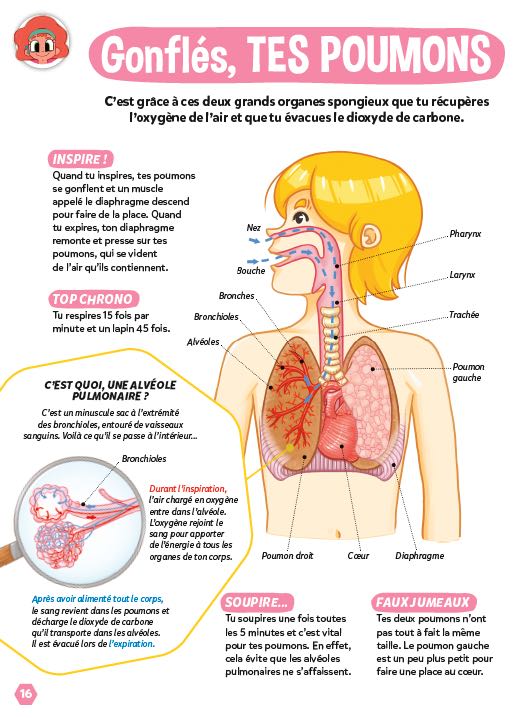 fonctionnement respiration
