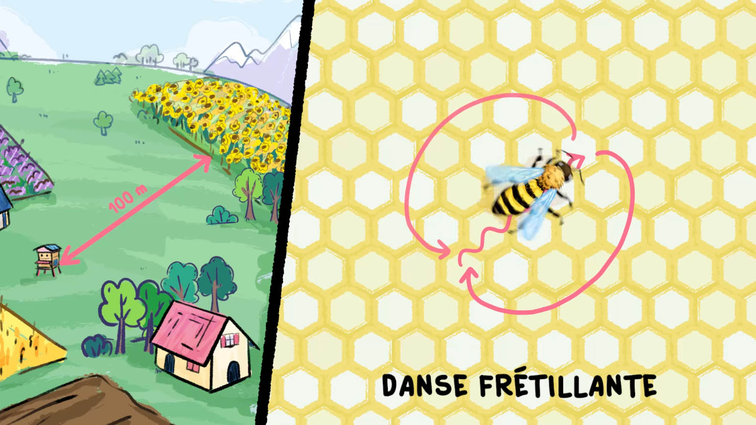 Comment les abeilles communiquent ? Comment les abeilles communiquent