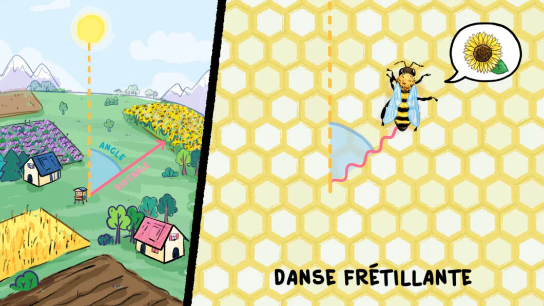 Comment les abeilles communiquent ? Comment les abeilles communiquent