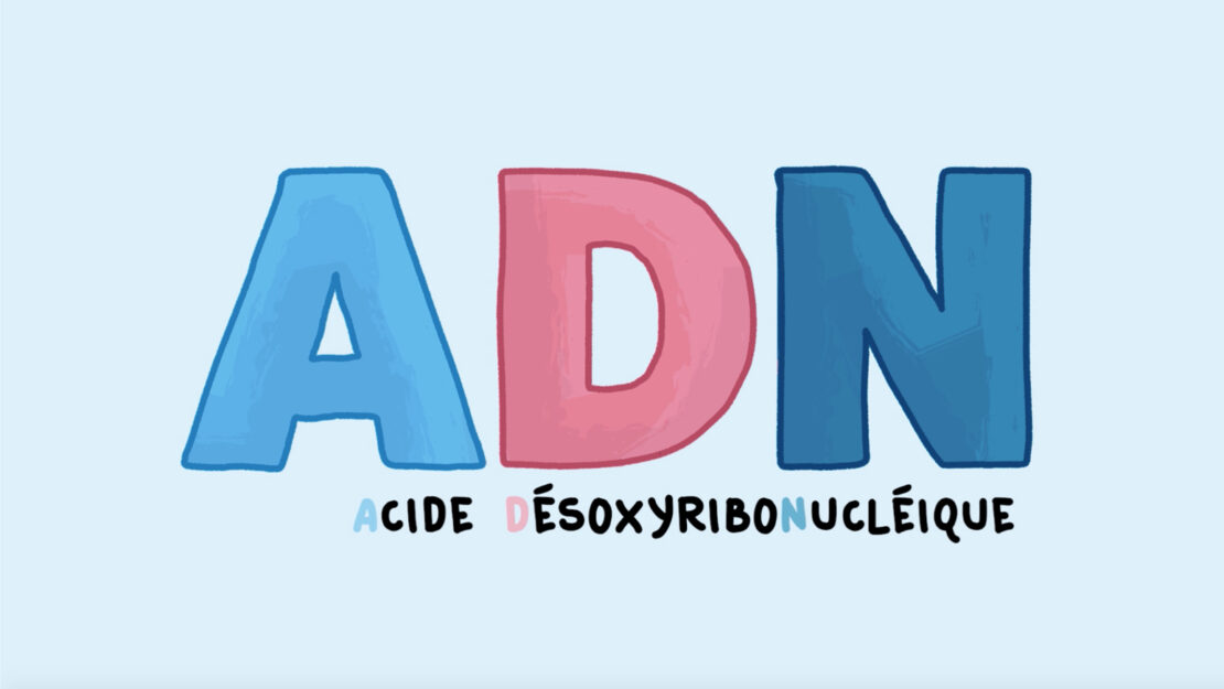 ADN, acide désoxyribonucléique