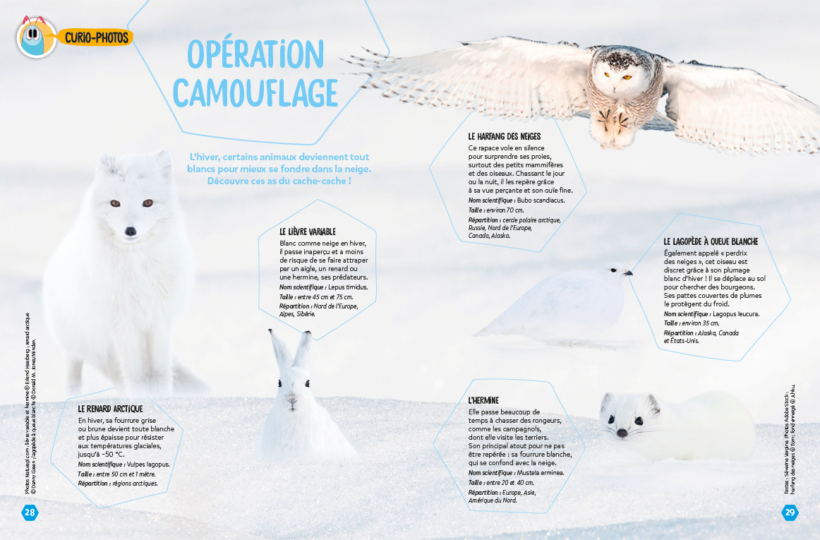 7_CUR44_CURIO-PHOTOS_Camouflage_web